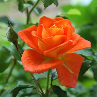 Inger Helene Wiig Svendsen